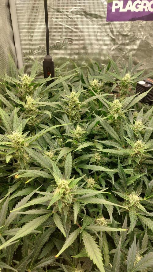 Gorilla Cookies Auto. Week 11