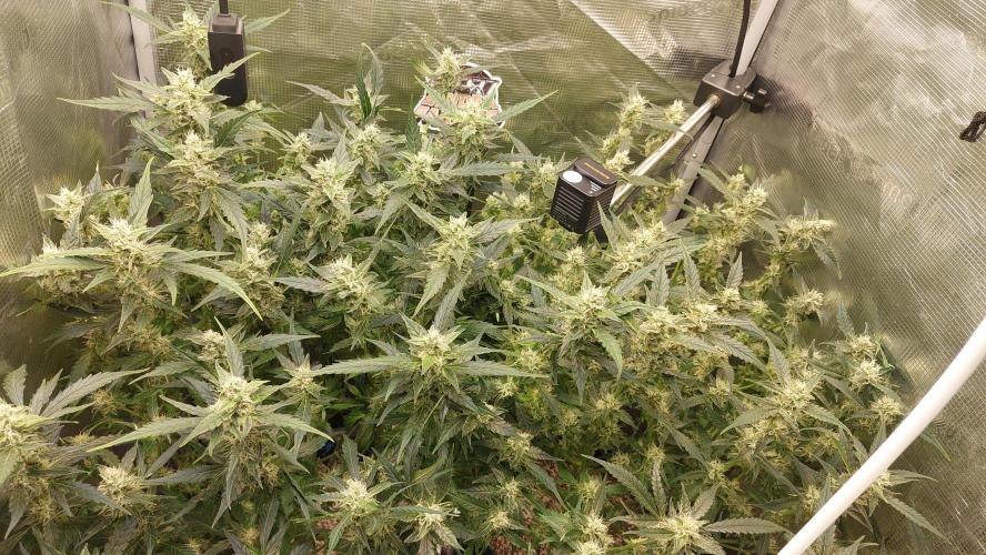 Gorilla Cookies Auto. Week 11