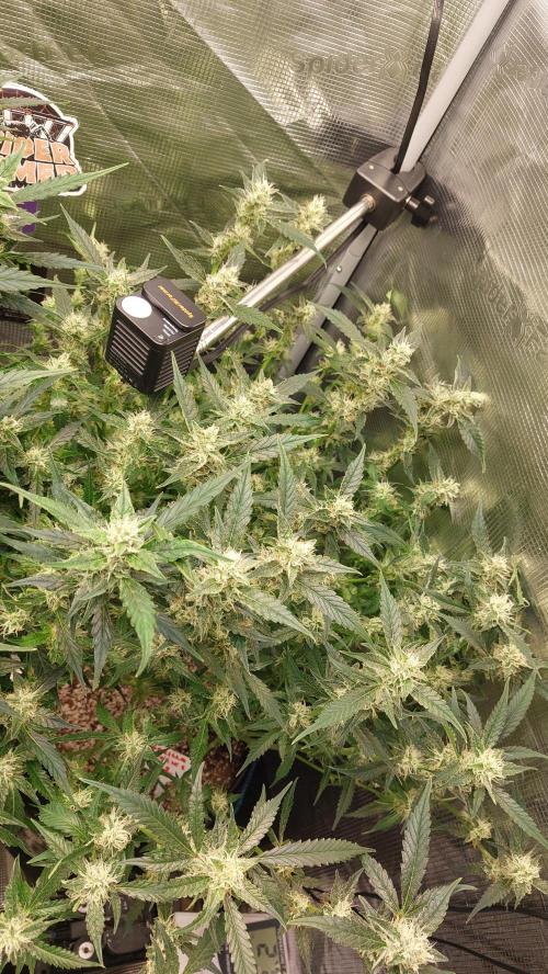 Gorilla Cookies Auto. Week 11