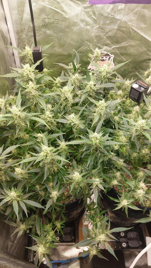 Gorilla Cookies Auto. Week 11