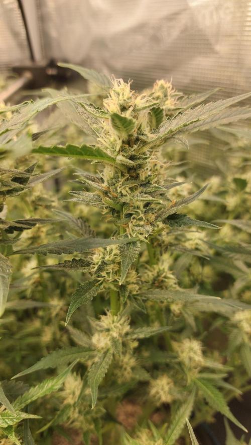 Gorilla Cookies Auto. Week 12