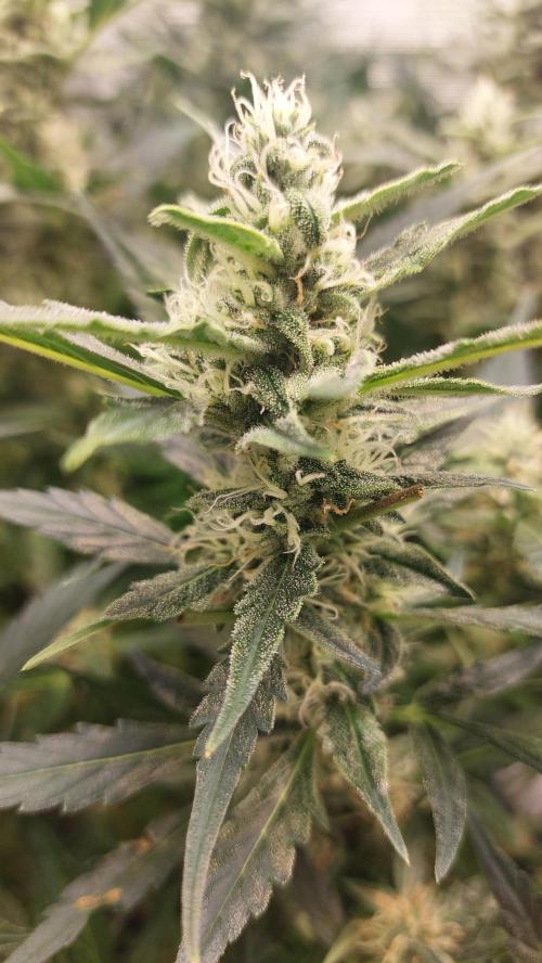 Gorilla Cookies Auto. Week 12