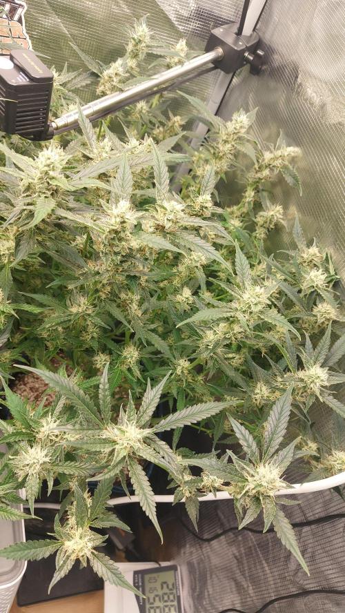 Gorilla Cookies Auto. Week 12