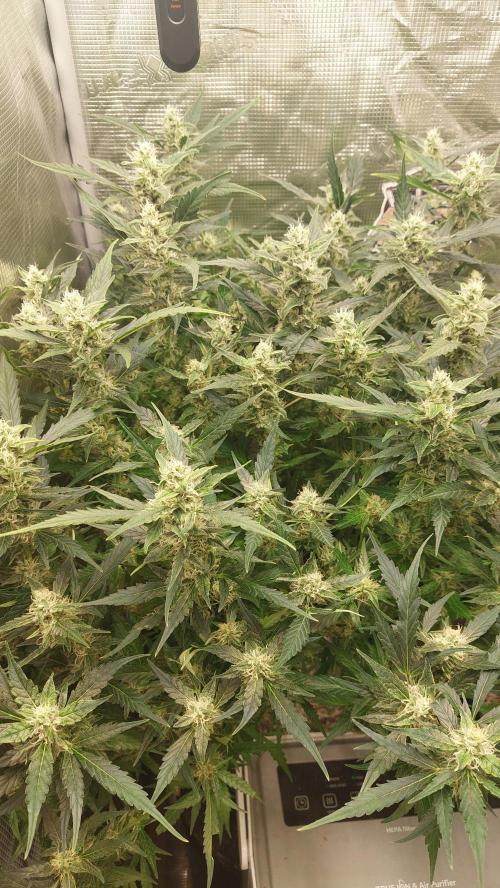 Gorilla Cookies Auto. Week 12