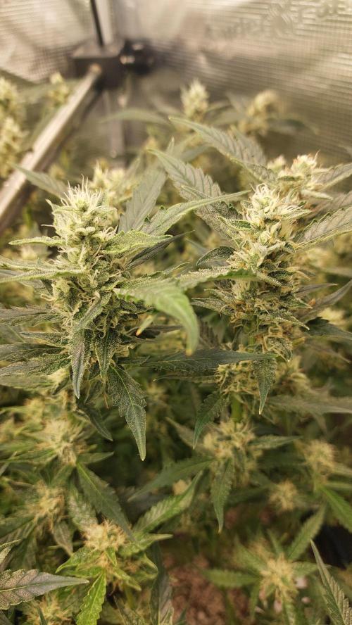 Gorilla Cookies Auto. Week 12