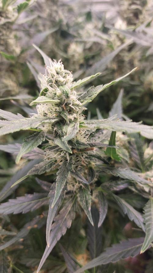 Gorilla Cookies Auto. Week 12