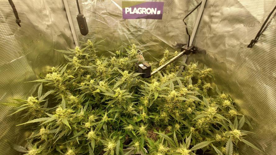 Gorilla Cookies Auto. Week 12