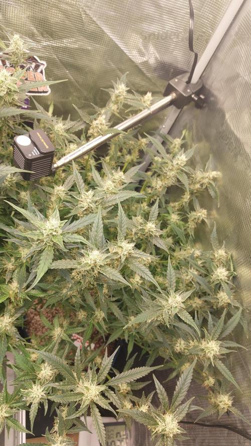 Gorilla Cookies Auto. Week 12