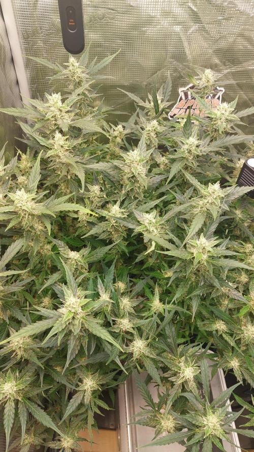 Gorilla Cookies Auto. Week 12