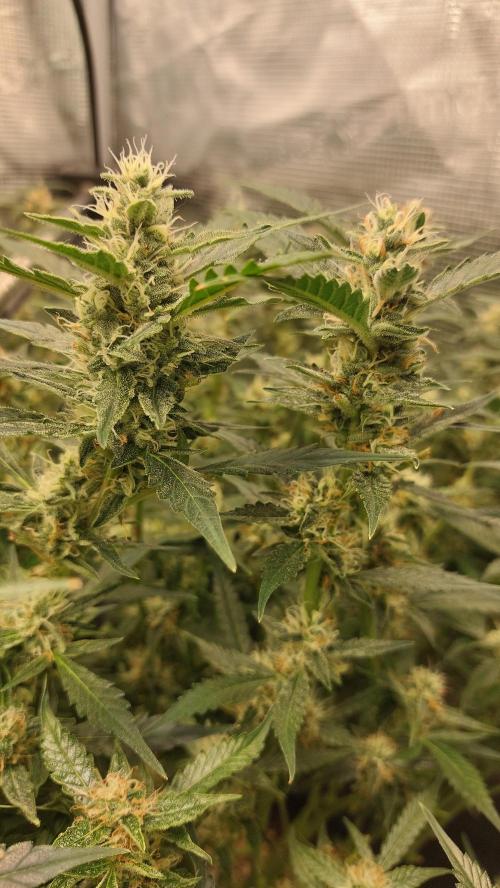 Gorilla Cookies Auto. Week 12