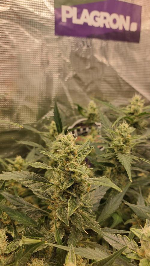 Gorilla Cookies Auto. Week 12