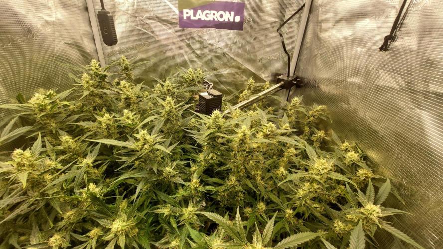 Gorilla Cookies Auto. Week 12