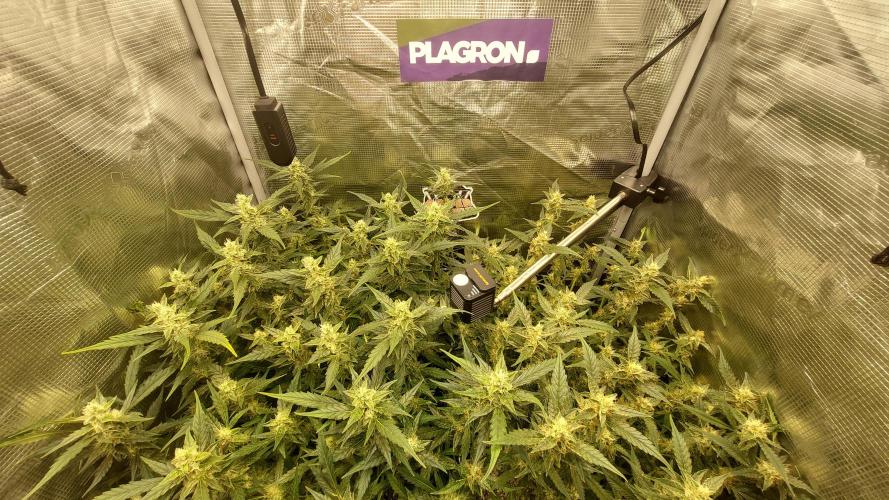 Gorilla Cookies Auto. Week 12