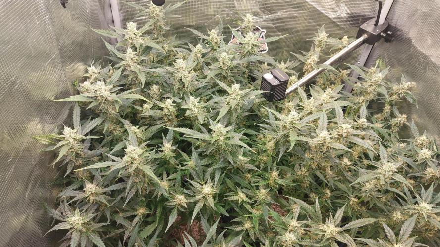 Gorilla Cookies Auto. Week 12