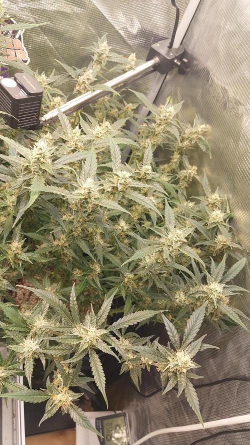 Gorilla Cookies Auto. Week 12