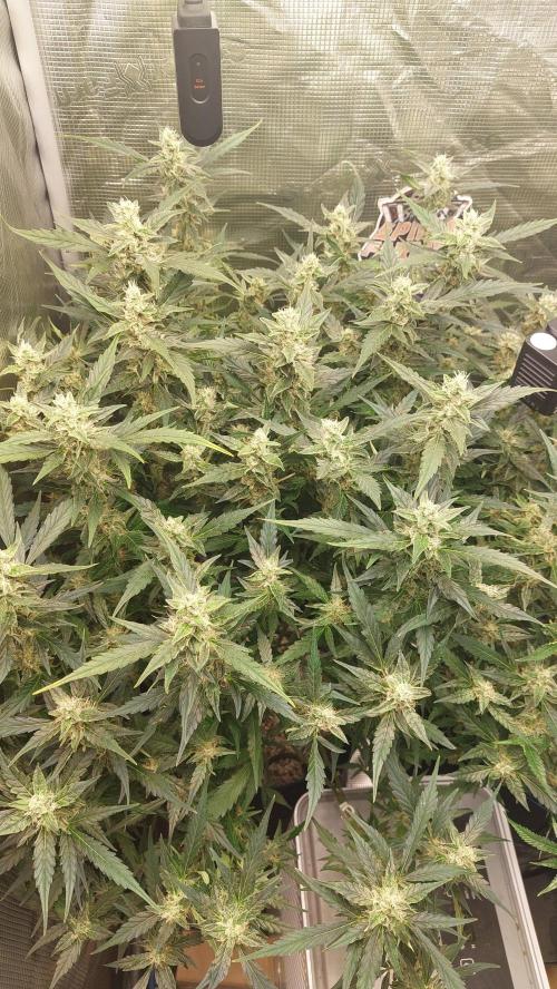 Gorilla Cookies Auto. Week 12