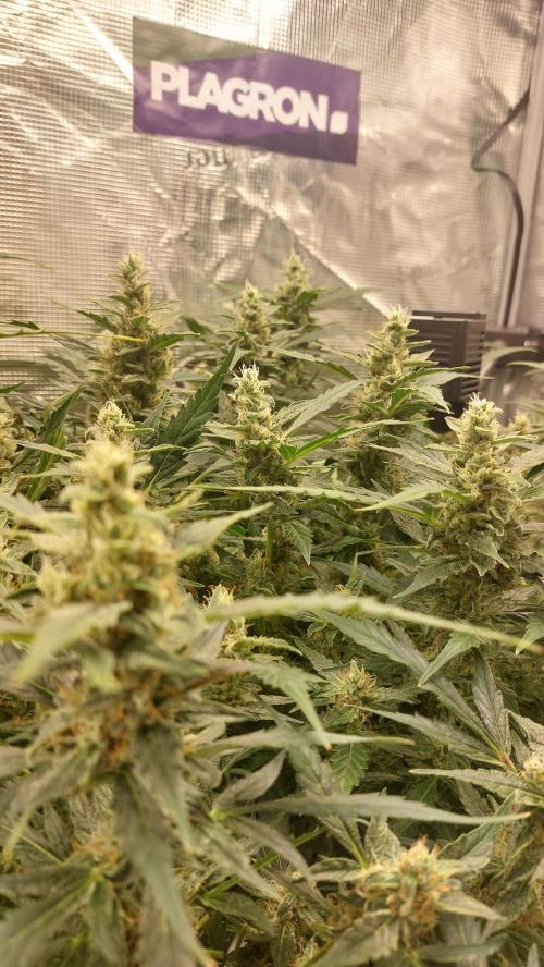 Gorilla Cookies Auto. Week 12