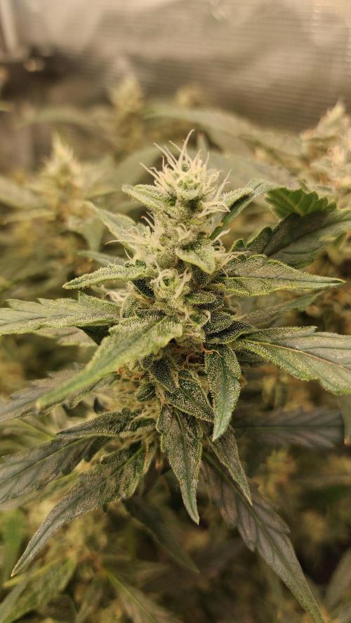 Gorilla Cookies Auto. Week 12