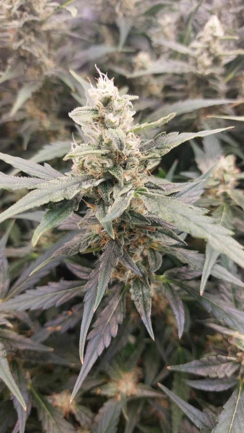 Gorilla Cookies Auto. Week 12