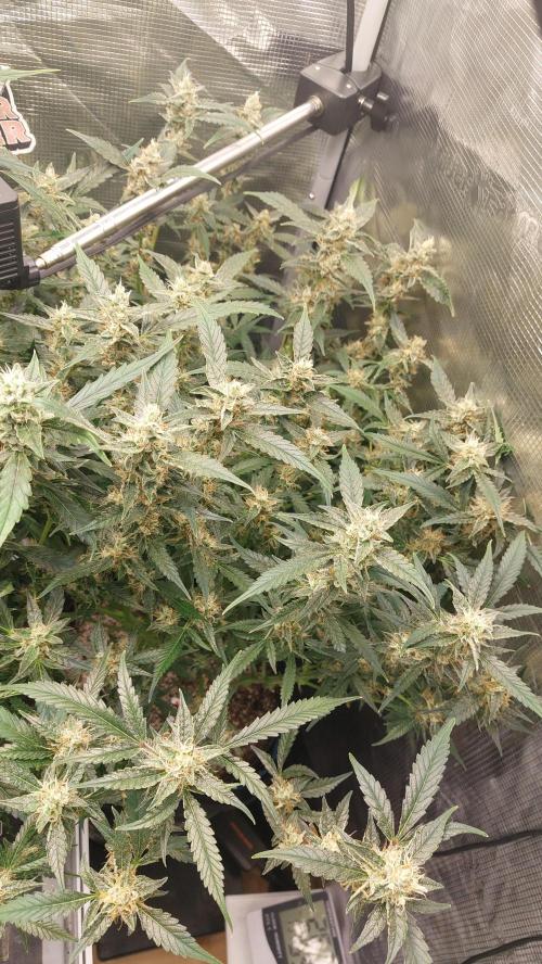 Gorilla Cookies Auto. Week 12