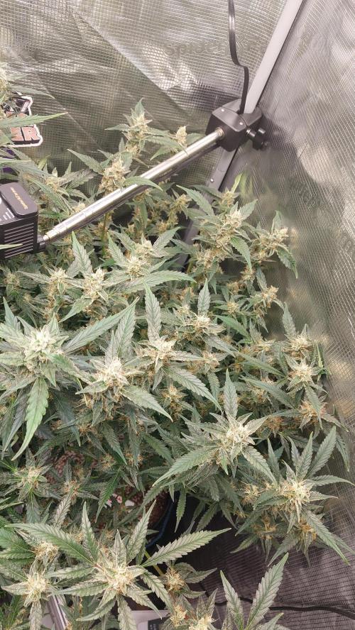 Gorilla Cookies Auto. Week 13