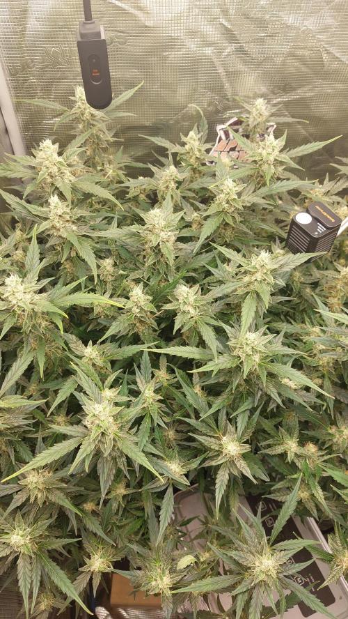 Gorilla Cookies Auto. Week 13