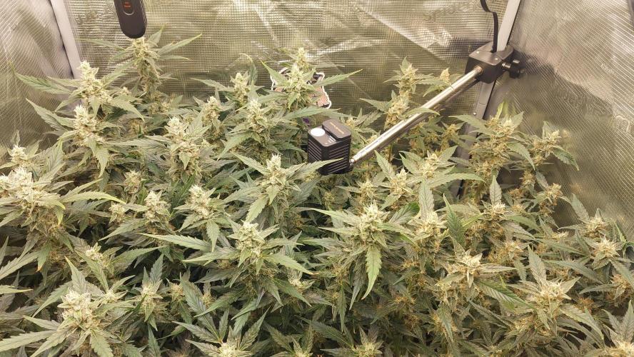 Gorilla Cookies Auto. Week 13