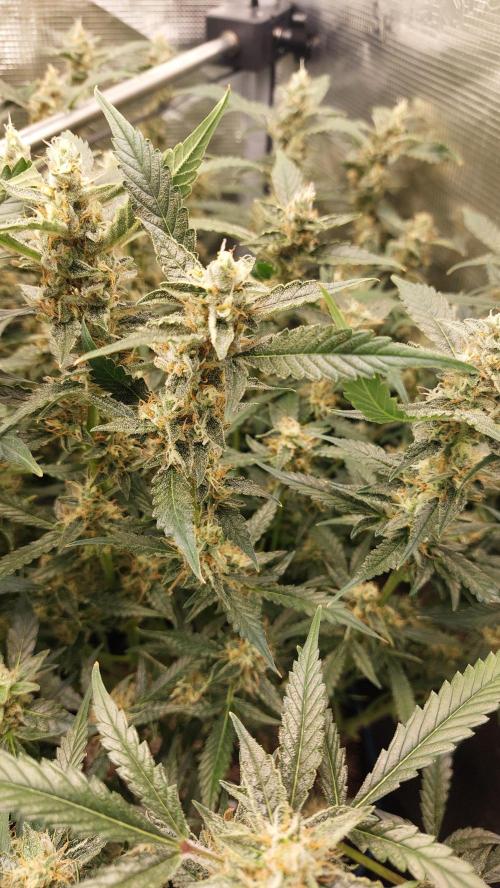 Gorilla Cookies Auto. Week 13