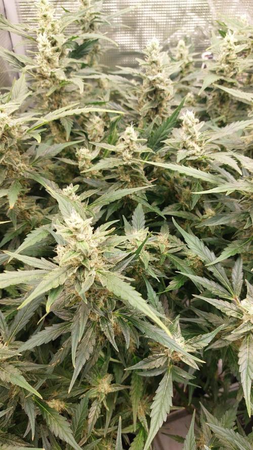 Gorilla Cookies Auto. Week 13