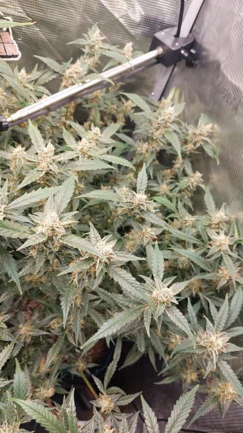 Gorilla Cookies Auto. Week 13