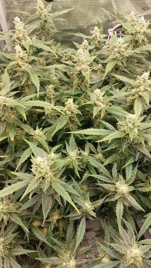 Gorilla Cookies Auto. Week 13