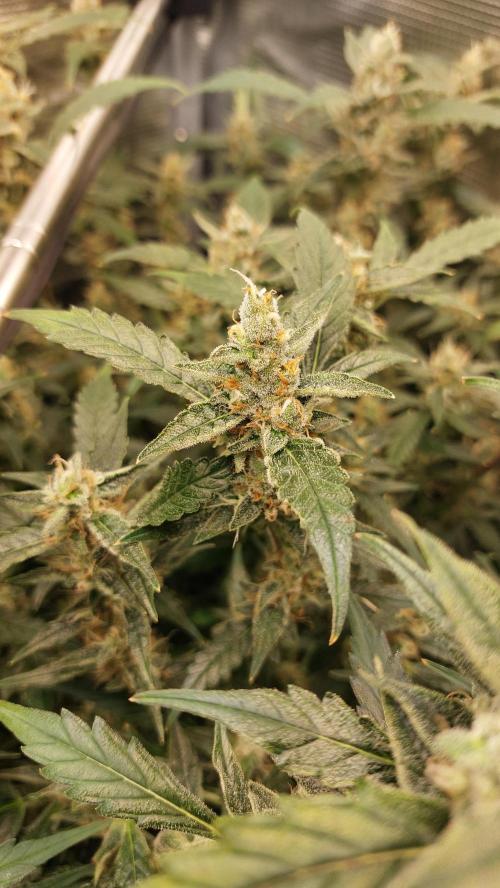 Gorilla Cookies Auto. Week 13