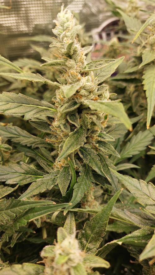 Gorilla Cookies Auto. Week 13