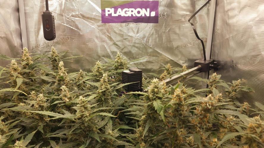 Gorilla Cookies Auto. Week 13