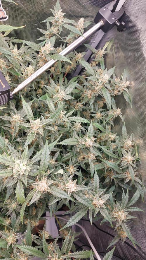 Gorilla Cookies Auto. Week 13