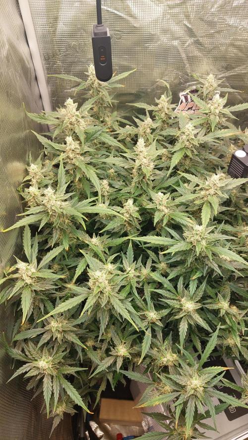 Gorilla Cookies Auto. Week 13