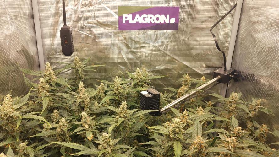 Gorilla Cookies Auto. Week 13