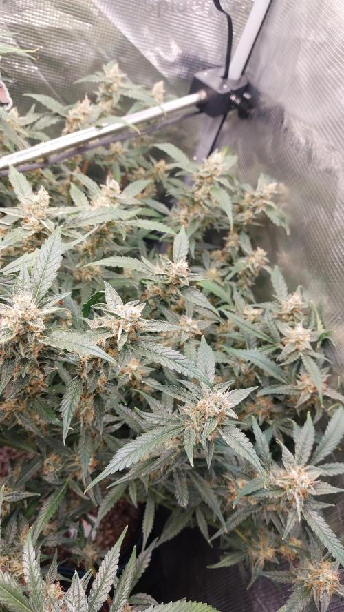 Gorilla Cookies Auto. Week 13