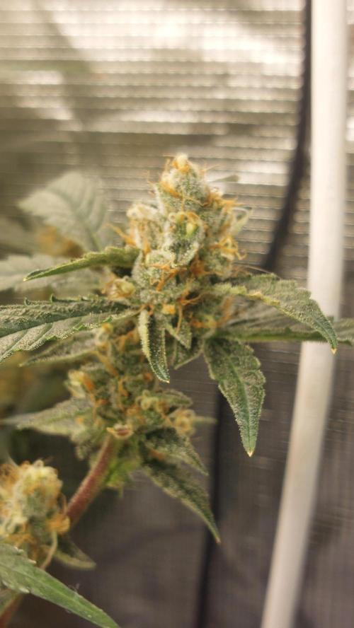 Gorilla Cookies Auto. Week 14