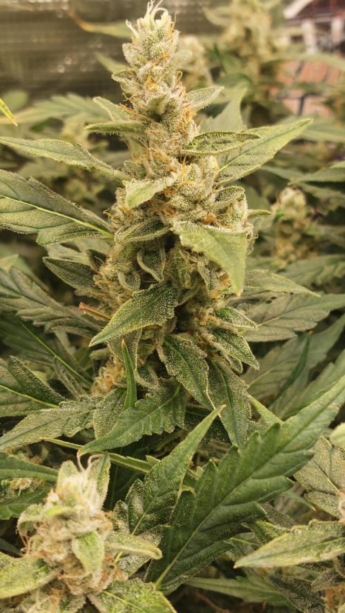 Gorilla Cookies Auto. Week 14