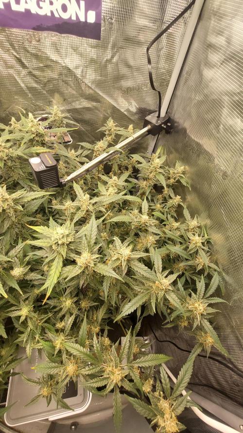 Gorilla Cookies Auto. Week 14