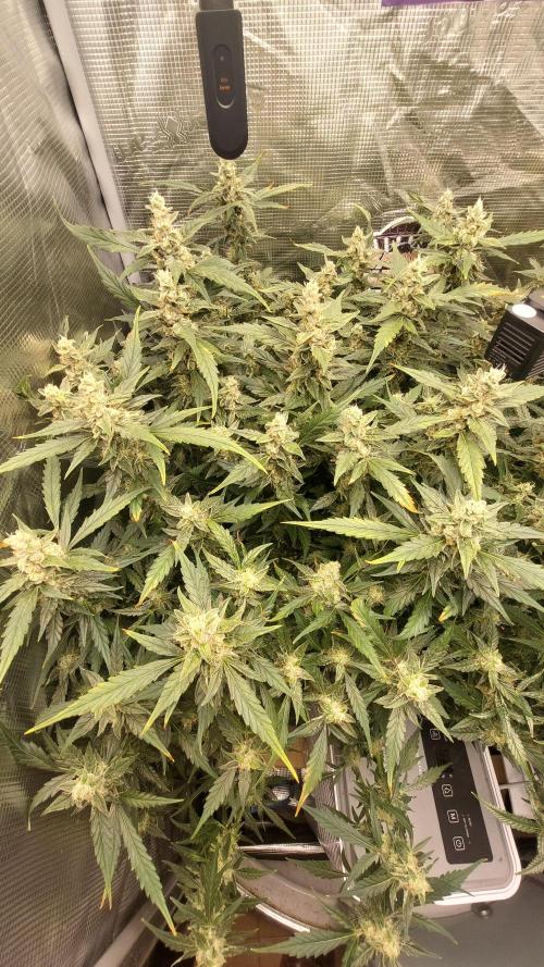 Gorilla Cookies Auto. Week 14