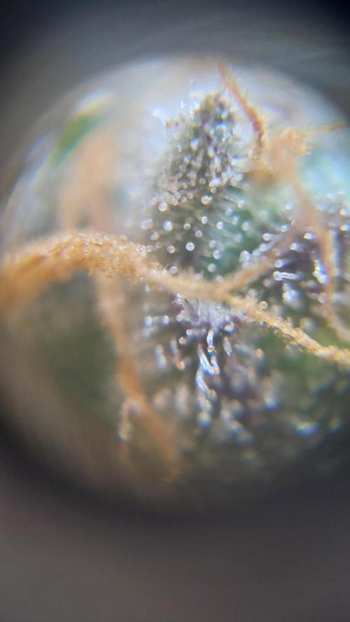 Gorilla Cookies Auto. Week 14