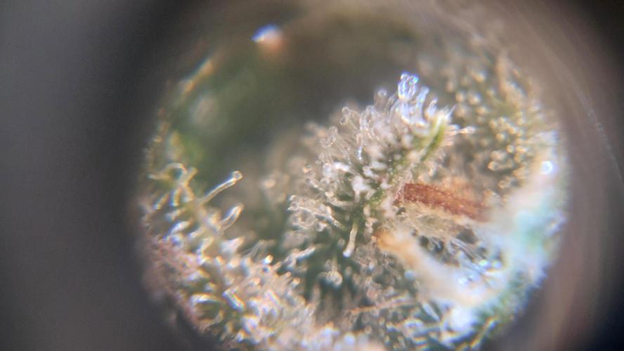 Gorilla Cookies Auto. Week 14