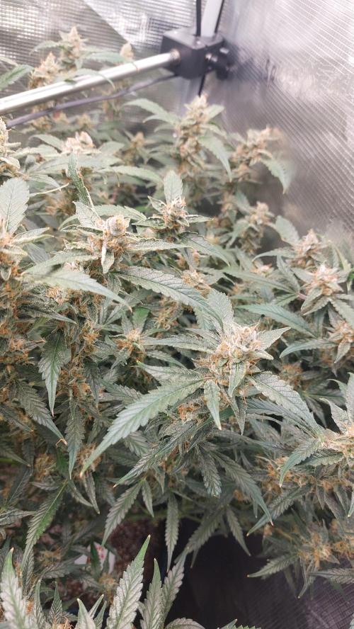 Gorilla Cookies Auto. Week 14