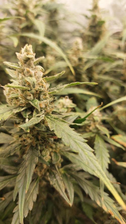 Gorilla Cookies Auto. Week 14