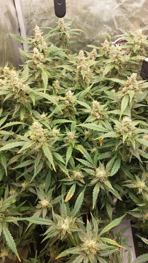 Gorilla Cookies Auto. Week 14