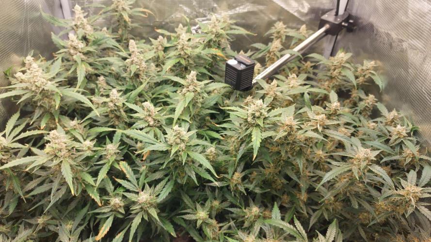 Gorilla Cookies Auto. Week 14