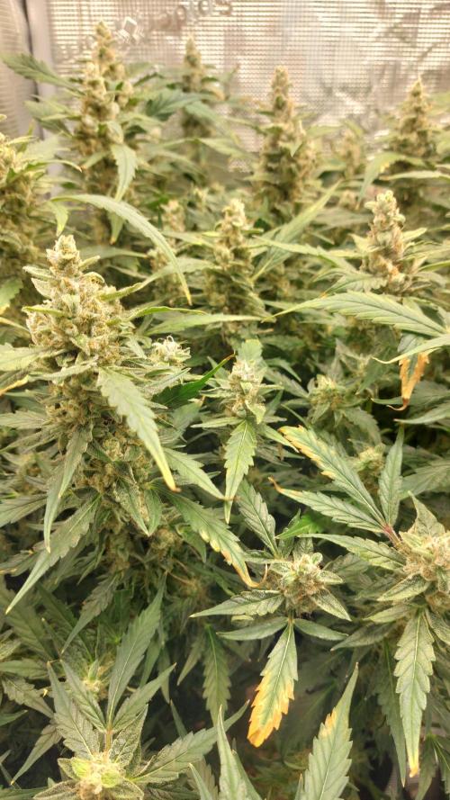 Gorilla Cookies Auto. Week 14