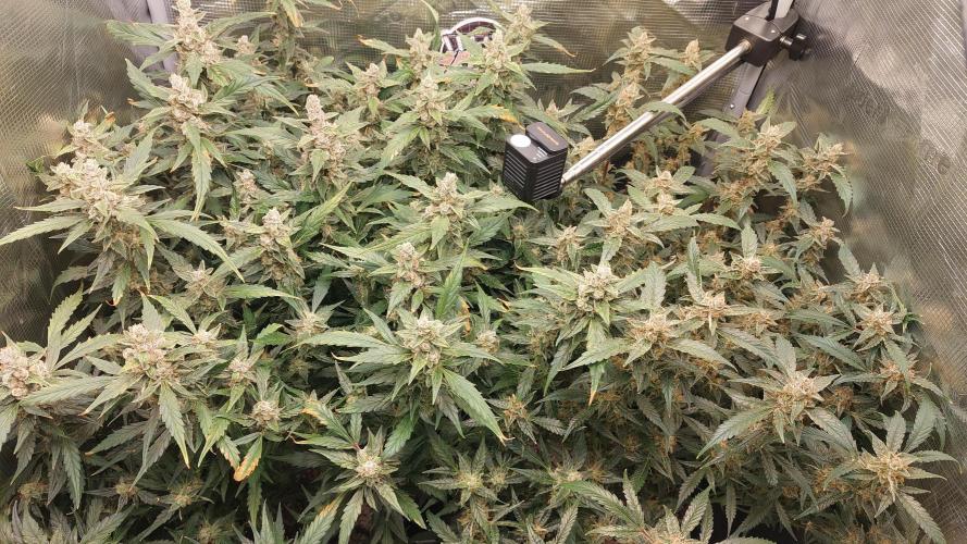 Gorilla Cookies Auto. Week 15